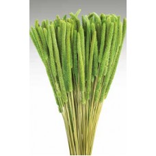 RATTAIL MILLET Basil 24"-OUT OF STOCK